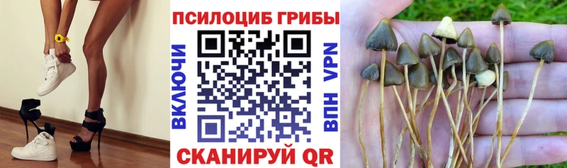 Галлюциногенные грибы Psilocybe Тайшет